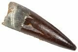 Fossil Spinosaurus Tooth - Beautiful Preservation #372907-1